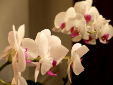 Thaiföld az orchideák országa